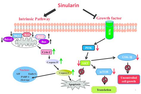 Sinularin‐induced Apoptosis In The Ags And Nci‐n87 Gastric Cancer