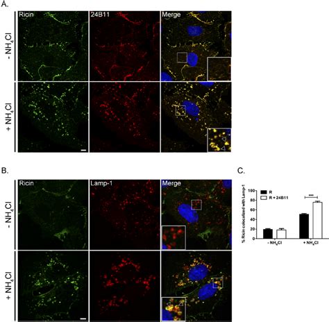 Ricin B Complexes Traffic To Lysosomes Vero Cells Were Treated At