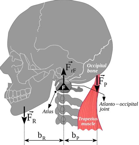 The atlanto-occipital joint, head weight and trapezius muscle form a first class lever 13104732 ...