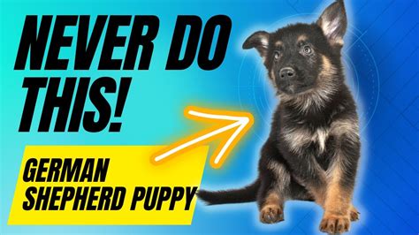 6 Things You Must Never Do With Your German Shepherd Puppy YouTube