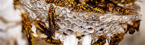 Dangers Of Do It Yourself Wasp Nest Removal Willis Pest Control