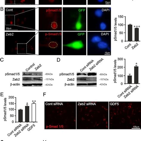 Zeb Regulates P Smad Levels And P Smad Dependent Transcription