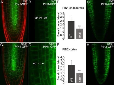 Arabidopsis Epsilon Members Contribute To Polarity Of Pin Auxin