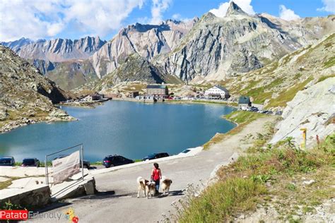 Colle Del Gran San Bernardo Tra Cani E Monaci Patatofriendly