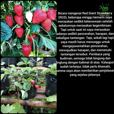 Jual Tanaman Buah Strawberry Red Giant Australia Sudah Berbuah Pohon