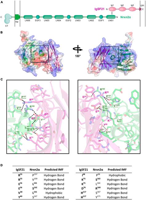 Frontiers Structural And Functional Characterization Of The IgSF21