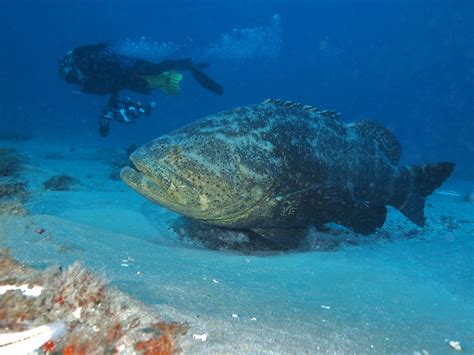 Can You Eat Goliath Grouper? - Fishmasters.com