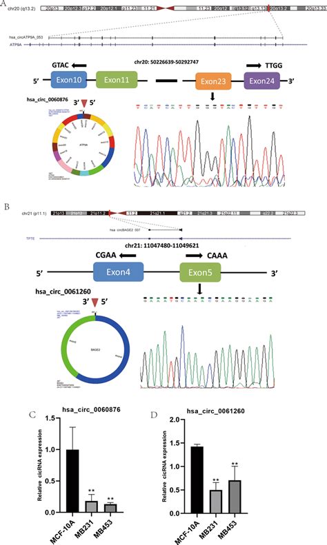 Detailed Information On The Circrnas And Their Back Splice Junction