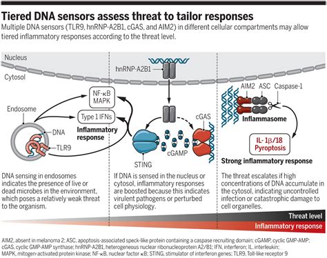 Tiered Dna Sensors For Escalating Responses Science