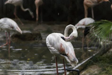 Greater Flamingo Long Neck Beak Cleans His Feathers In Birds Park Stock