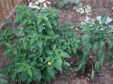 Habanero Pepper Plants - Viewing Gallery