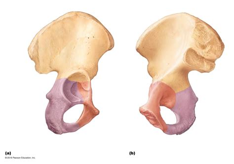 Hip Coxal Bones Diagram Quizlet