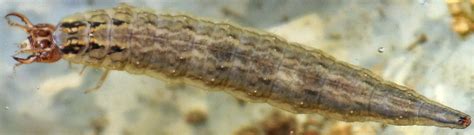 Hydrophilidae Larvae