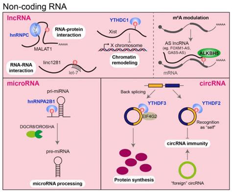 伯豪生物 Cancer Cell 肿瘤编码与非编码 Rna M6a 修饰研究进展综述 科研动态 上海伯豪生物技术有限公司 服务科技创新