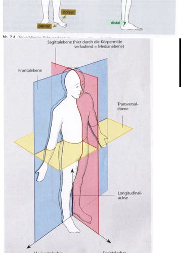 Kurs Anatomie Basis Flashcards Quizlet