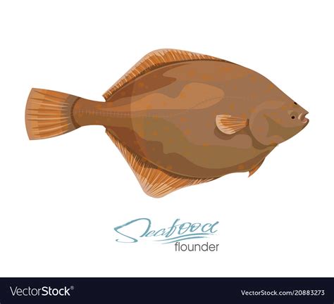 Olive flounder sea fish Royalty Free Vector Image