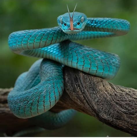 Beauty Pit Viper Snake Wildlife Animals