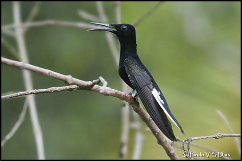 Beija Flor Preto Florisuga Fusca Black Jacobin Lei Do Di Flickr