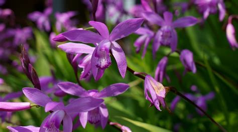 15 Hardy Orchids That Can Be Grown In The Ground