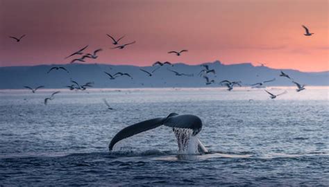 Frases M Gicas Para Captar La Atenci N De Los Amantes De La Naturaleza