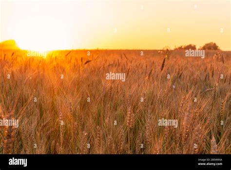 Wheatfield Of Gold Color In Sunsetgolden Sunset Over Wheat Field Stock