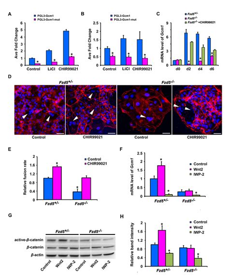 Canonical Wnt Fzd Signaling Regulates Gcm Expression During