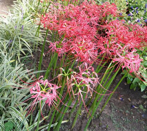 Lycoris Radiata Изображение особи Плантариум