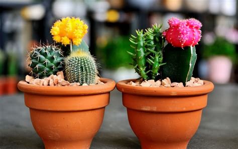 Cactus Di Natale Ecco Come Coltivarlo E Mantenerlo In Modo Che Duri A