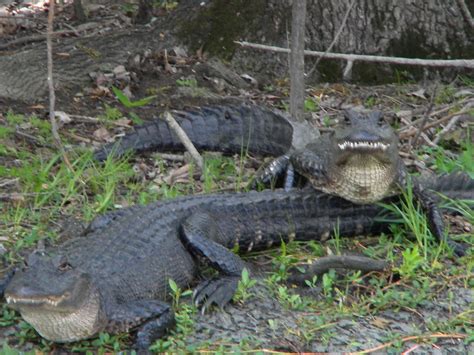 New Orleans Swamp Animals