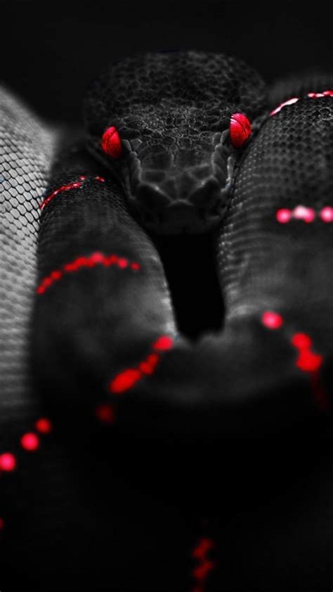 Black Snake HD Wallpapers - Top Free Black Snake HD Backgrounds ...