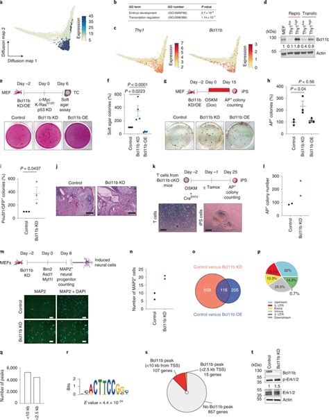 Bcl B Broadly Constrains Cell Fate Changes A Patterns Of The Gene