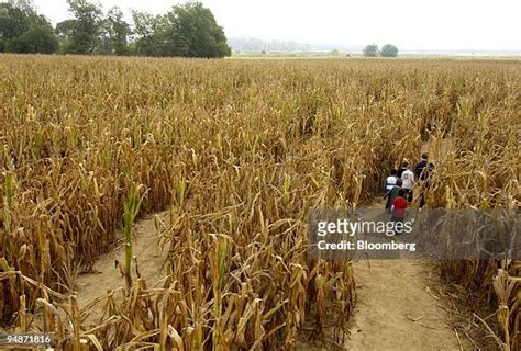 13 Corn Maze Scarecrow Stock Photos High Res Pictures And Images