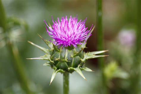 Milk Thistle Care And Growing Guide