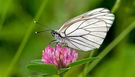 What Is a Butterfly's Habitat? | HomeSteady