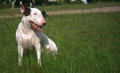 La teigne chez le chien Symptômes et Traitement naturel