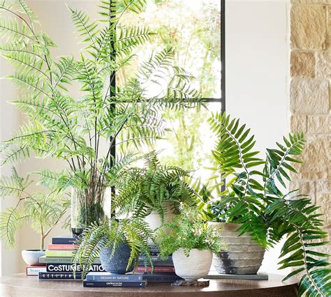 Faux Potted Trunked Curly Fern | Pottery Barn