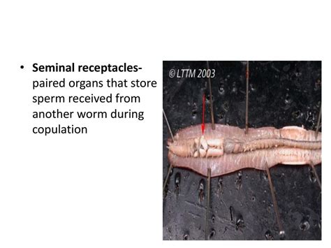 Earthworm Ganglia