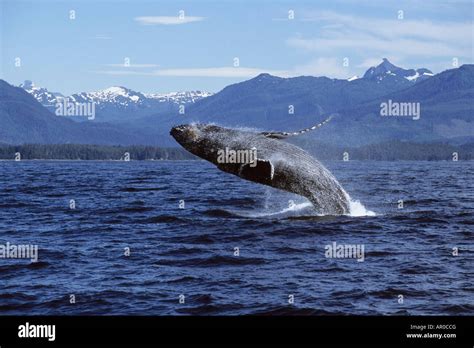 Humpback Whale Breaching In Frederick Sound Southeast Alaska Summer