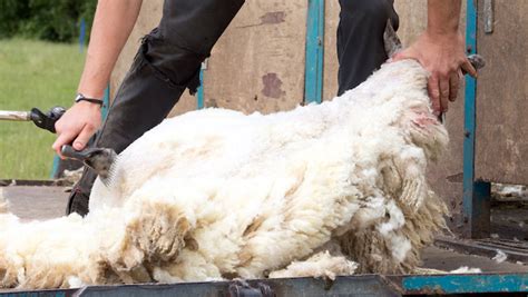 Misleading Peta Ad Banned For Claiming Wool As Cruel As Fur