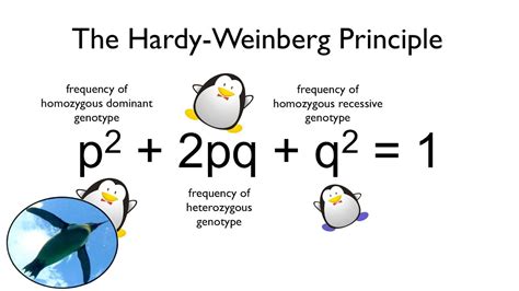 Hardy-weinberg Equilibrium Worksheet