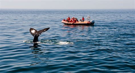 Observation Des Baleines Tadoussac Conseils Et Astuces