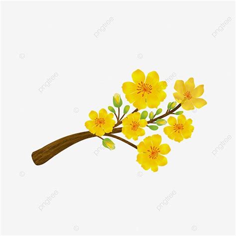 Apricot Blossom Yellow PNG Transparent Yellow Apricot Blossoms