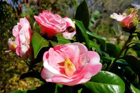 A Beginners Guide To Camellias Flowering Shrubs