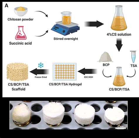 CS BCP TSA Scaffold Fabrication A A Schematic Illustration Of
