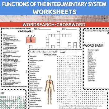 Functions Of The Integumentary System Worksheets Word Search And Crosswords