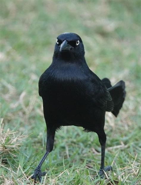 Greater Antillean Grackle Quiscalus Niger Bird