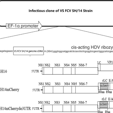 Strategy For Construction Of Infectious Clones And Mutants Of VS FCV SH