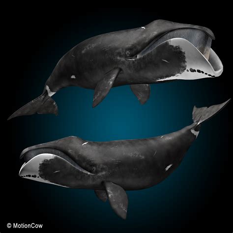 Bowhead Whale – MotionCow