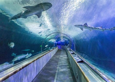 SF's "Aquarium of the Bay" Reopens for First Time in 50 Weeks