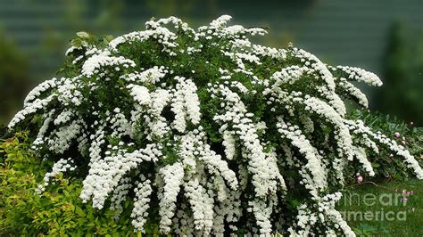 Bridal Wreath Spirea White Flowers Florist Photograph By Barbara